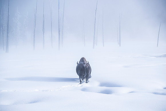 FURY OF FROST AND HORN