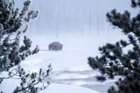 YELLOWSTONE IN WINTER