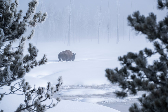 YELLOWSTONE IN WINTER