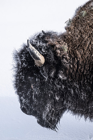 YELLOWSTONE IN WINTER