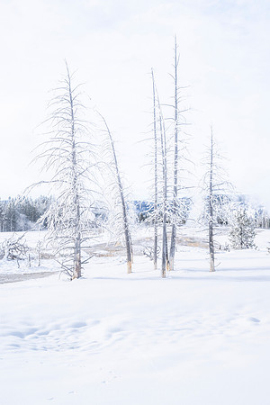 SNOW STICKS