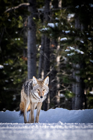 YELLOWSTONE IN WINTER