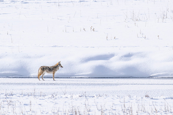 YELLOWSTONE IN WINTER