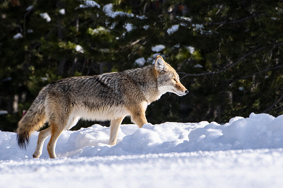 COYOTE ALONG THE MADDISON