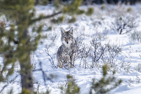 WHISPER OF THE WILD