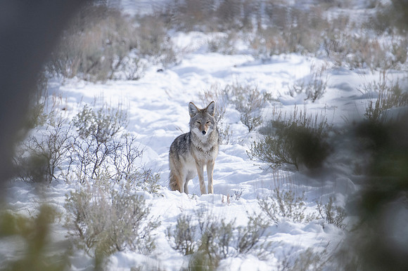 WINTER WHISPER