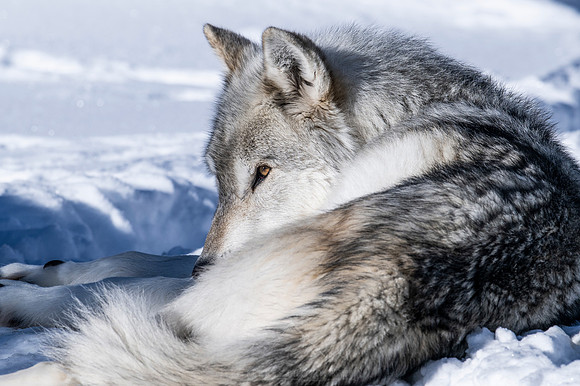 YELLOWSTONE IN WINTER