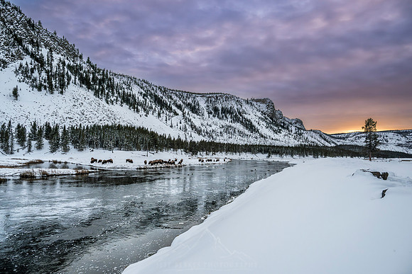 YELLOWSTONE IN WINTER