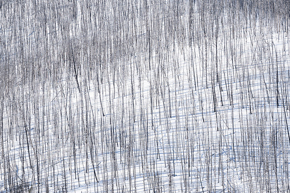WINTER SHADOWS