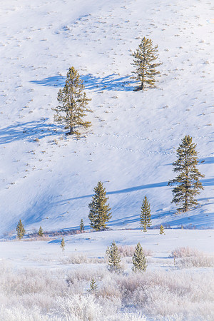 YELLOWSTONE IN WINTER