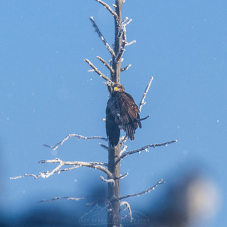 EAGLE DUST