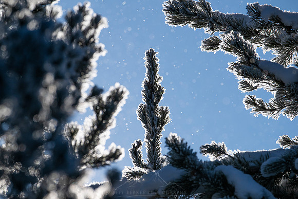 DIAMOND DUST THROUGH THE SPRUCE