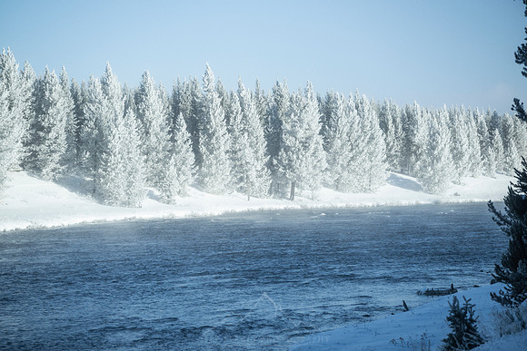 YELLOWSTONE IN WINTER