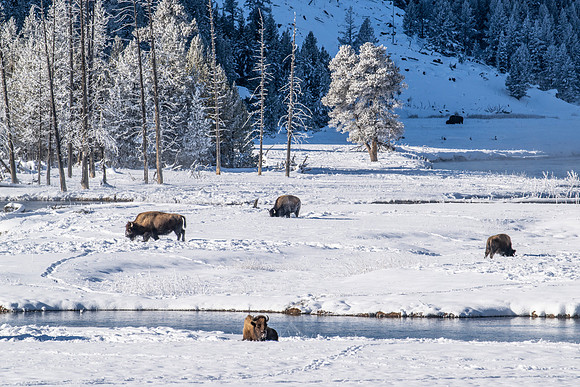ALONG THE WINTER RIVER