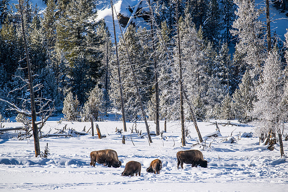 YELLOWSTONE IN WINTER