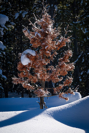 YELLOWSTONE IN WINTER