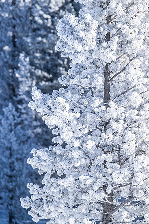 YELLOWSTONE IN WINTER