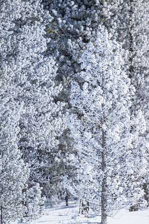 YELLOWSTONE IN WINTER