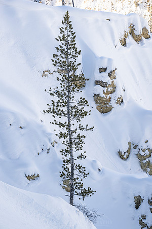 YELLOWSTONE IN WINTER