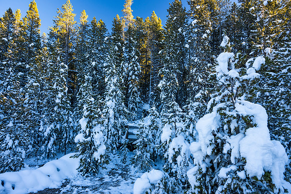 YELLOWSTONE IN WINTER