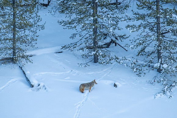 STALKING WINTER'S EVENING