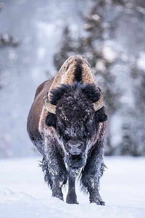 YELLOWSTONE IN WINTER