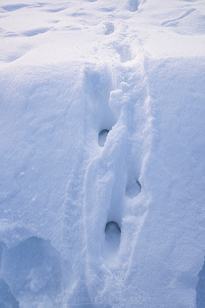 WOLF TRACKS ALONG THE FIREHOLE RIVER