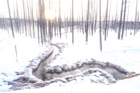 WINTER IN YELLOWSTONE