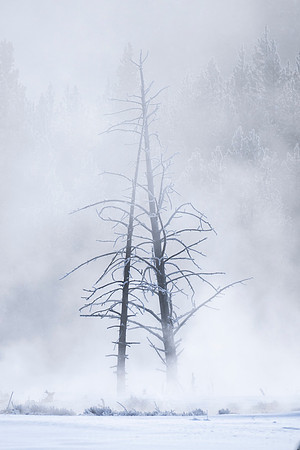 YELLOWSTONE IN WINTER