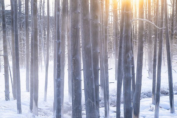 MORNING FROZEN GLOW