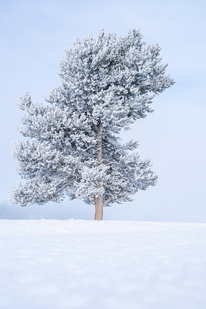 YELLOWSTONE IN WINTER