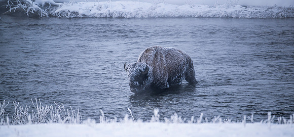 YELLOWSTONE IN WINTER