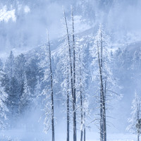 FROSTED TREES