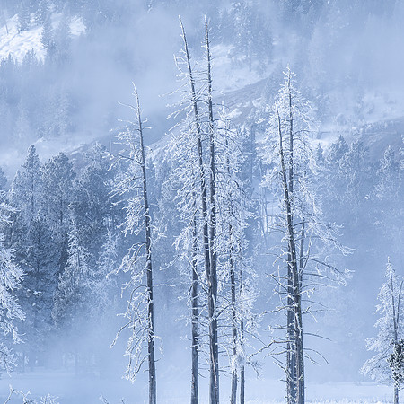 FROSTED TREES