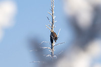 FROZEN EAGLE AND DIAMOND DUST