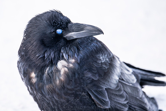 EYES OF WINTER