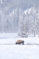 YELLOWSTONE IN WINTER