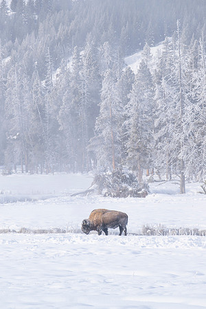 YELLOWSTONE IN WINTER