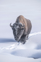 YELLOWSTONE IN WINTER