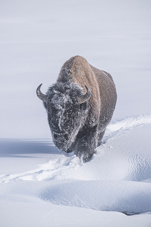 YELLOWSTONE IN WINTER
