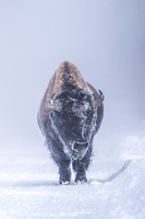 YELLOWSTONE IN WINTER