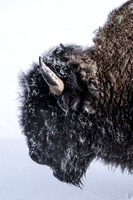 YELLOWSTONE IN WINTER