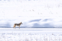 YELLOWSTONE IN WINTER