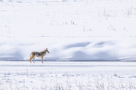 YELLOWSTONE IN WINTER