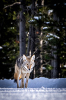 YELLOWSTONE IN WINTER