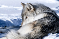YELLOWSTONE IN WINTER