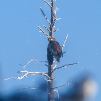 EAGLE DUST