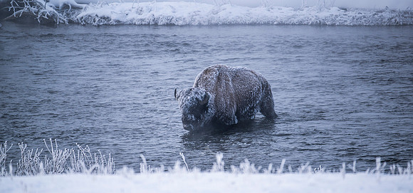 YELLOWSTONE IN WINTER