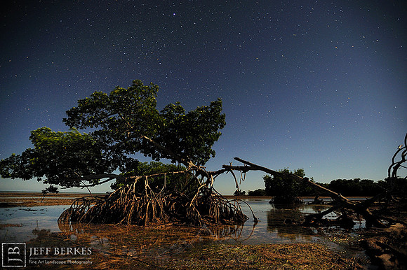 FLORIDA KEYS MANGROVE