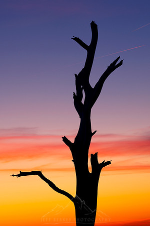 FINAL ASSATEAGUE TREE SUNSET | DEC 2022